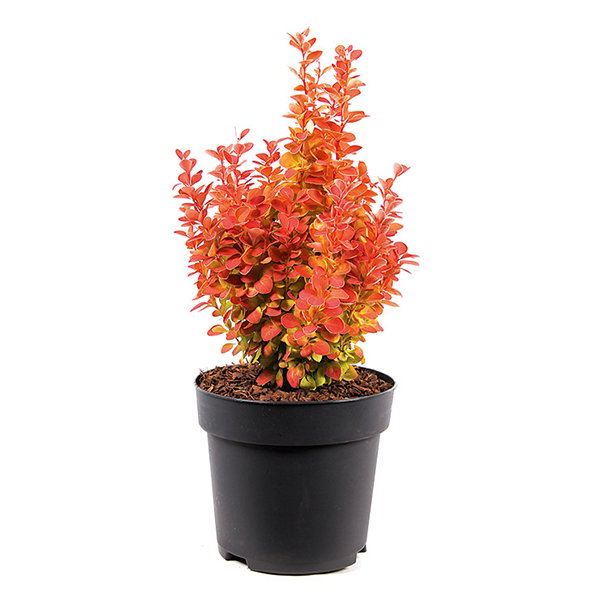 Барбарис тунберга Оранж Айс